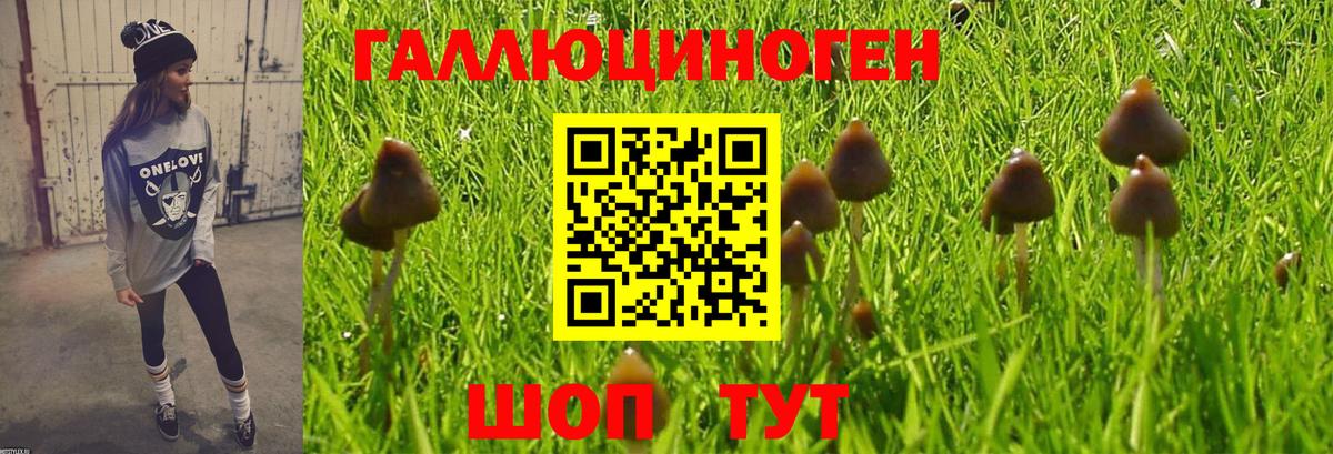 купить  сайты  Псилоцибиновые грибы GOLDEN TEACHER  Галлюциногенные грибы MAGIC MUSHROOMS  Вход с VPN  Череповец 